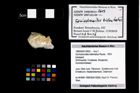 Foto (Objekt + Etikett) von Goniodromites bidentatus (Reuss, 1859)  (NHMW-GEO-1990-0041-2603)